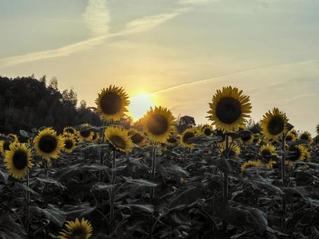 夕陽とひまわり 夕陽とひまわりの写真