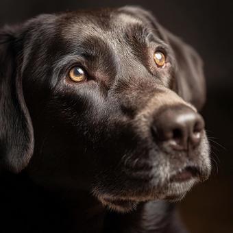 カメラを見つめる愛犬の写真