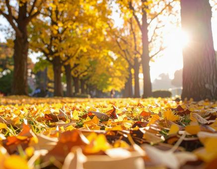 光輝く落葉した紅葉の道 光輝く落葉した紅葉の道の写真