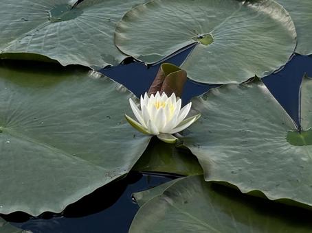 蓮の花 蓮の花の写真