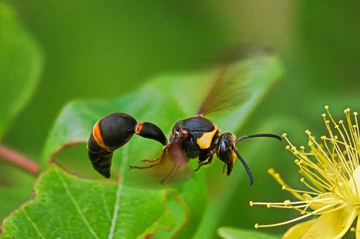 Bee, JPG