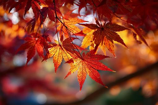 美しいグラデーションの紅葉 美しいグラデーションの紅葉の写真