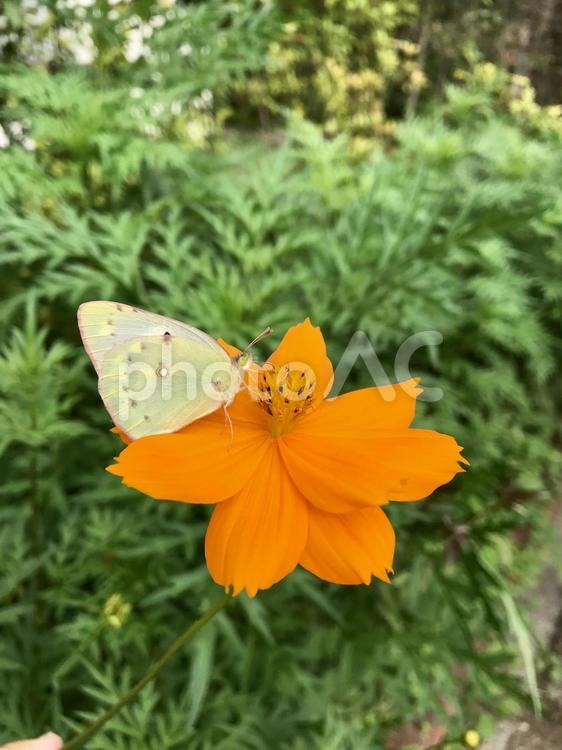 花とちょうちょ 自然,花,ちょうちょの写真素材