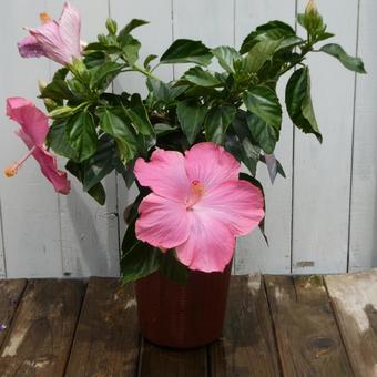 Hibiscus flower pink dimples summer flower, JPG