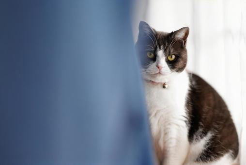 カーテンから見る猫 カーテンから見る猫,猫,ねこの写真素材