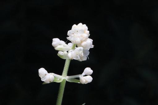 ミョウガの花 ミョウガの花の写真