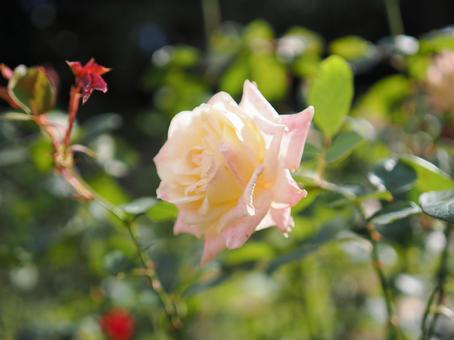 バラ園に咲く鮮やかな色の薔薇を撮りましたの写真