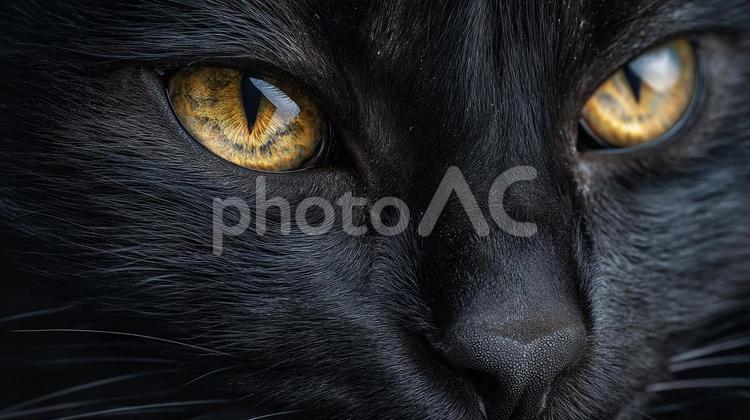 黒猫の迫力ある顔のアップ 黒猫,猫,目の写真素材