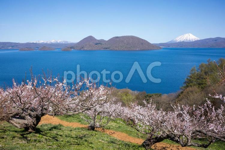 梅の花咲く洞爺湖 植物,開花,すごいの写真素材