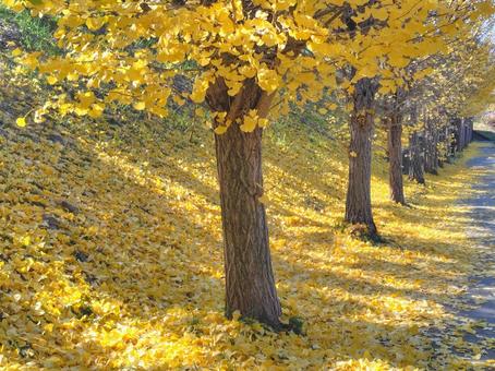 黄葉したイチョウ並木 いちょう,並木,黄葉の写真素材
