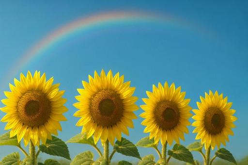 虹を見上げるひまわりたちの写真