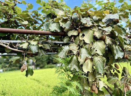 キウイ栽培 キウイ栽培の写真