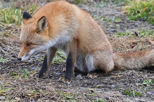 キツネ キタキツネ,キツネ,アカギツネの亜種の写真素材