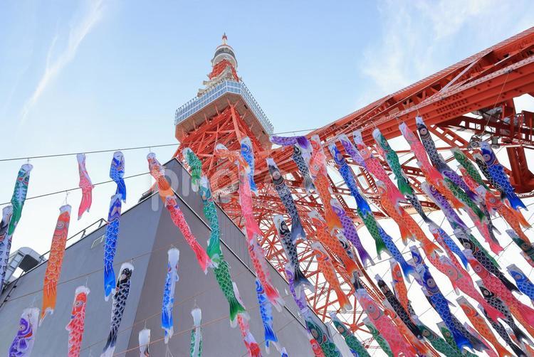 東京タワーと鯉のぼり 東京タワー,鯉のぼり,タワーの写真素材