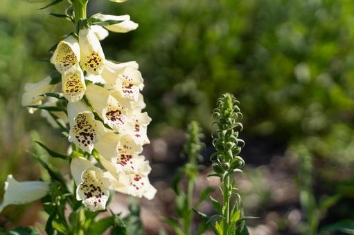 陽だまりに咲く薬草の花① 陽だまりに咲く薬草の花① 花,植物,ジギタリスの写真素材