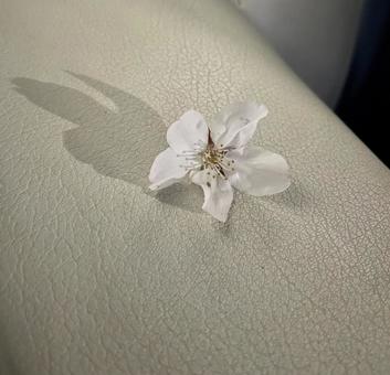 桜 桜の写真