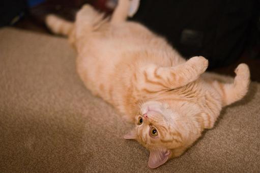 Brown tabby cat, JPG