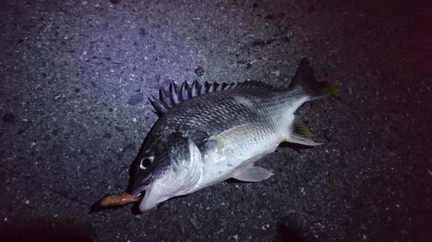 チヌ クロダイ 釣り 夜釣り チヌ クロダイ 釣り 夜釣りの写真