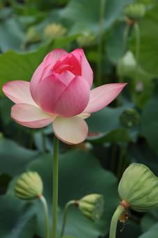 Photo, lotus flower, bald, lotus, 