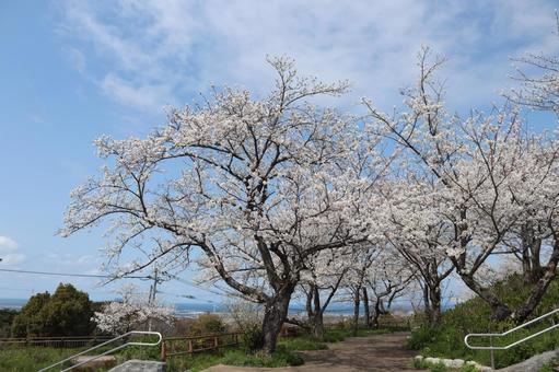 高塔山公園 高塔山公園,公園,木の写真素材