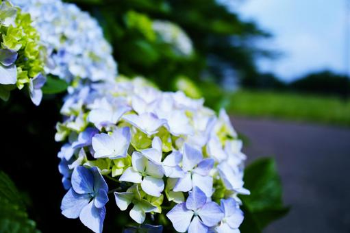 アジサイ 紫陽花 梅雨 花 水滴,落ち着く,雫,バックグラウンド,背景素材,壁紙,雨,しっとり,テクスチャ,湿気,憂鬱,アンニュイ,流れ落ちる,台風,湿度,ネガティブ,雨音,しとしと,雨の日,田舎の景色,通り雨,梅雨時期,ガラスの水滴 低気圧 豪雨 アジサイ 紫陽花 梅雨 花 水滴,落ち着く,雫,バックグラウンド,背景素材,壁紙,雨,しっとり,テクスチャ,湿気,憂鬱,アンニュイ,流れ落ちる,台風,湿度,ネガティブ,雨音,しとしと,雨の日,田舎の景色,通り雨,梅雨時期,ガラスの水滴 低気圧 豪雨の写真