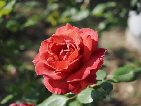 バラガーデンにて薔薇を撮りました バラガーデンにて薔薇を撮りましたの写真