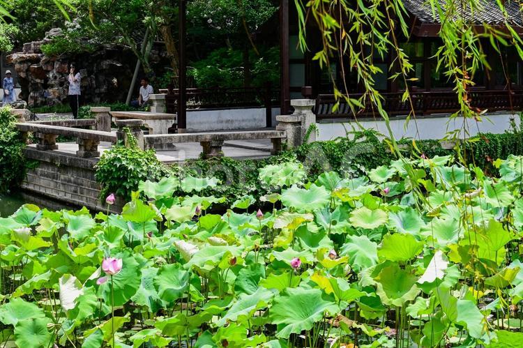 蘇州・拙政園 蘇州,拙政園,世界遺産の写真素材
