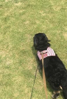 散歩する犬 散歩する犬の写真