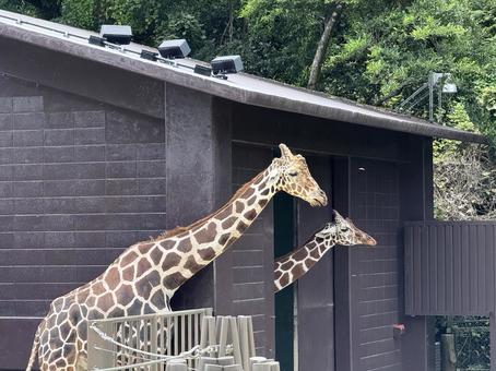 キリン キリン キリン,動物,動物園の写真素材