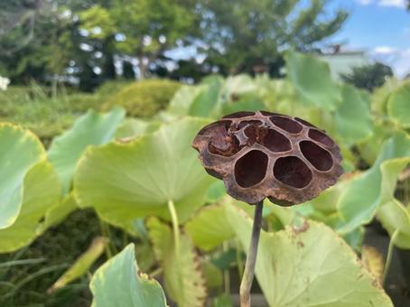 ハスの実 ハスの実 ハスの実,花托,花たくの写真素材