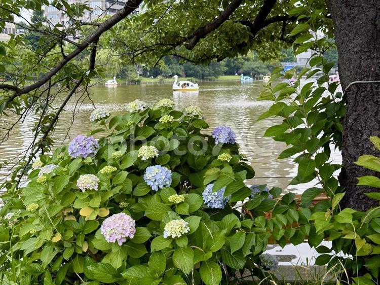 6月上旬の不忍池　植え込みのアジサイ アジサイ,紫陽花,ボート池の写真素材
