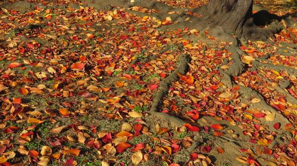 落ち葉 落ち葉,秋,晩秋の写真素材