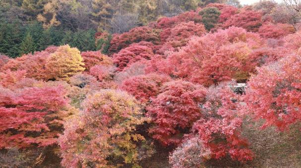 長野県伊那市 紅葉湖 長野県伊那市 紅葉湖 自然,秋,紅葉の写真素材