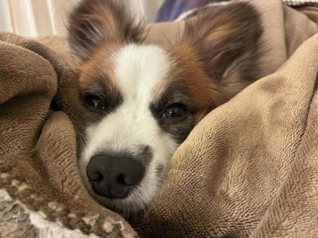 パピヨンの大きな鼻 パピヨン,papillon,犬の写真素材