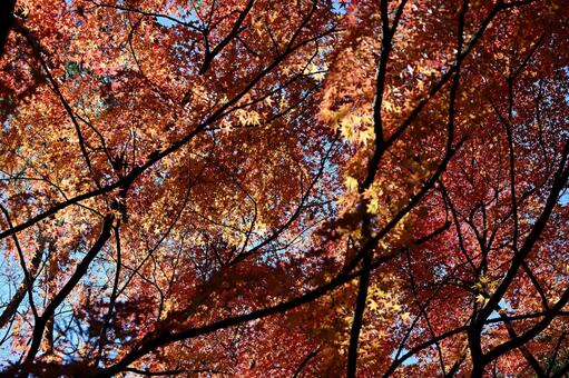 紅葉の季節 自然,風景,秋の写真素材