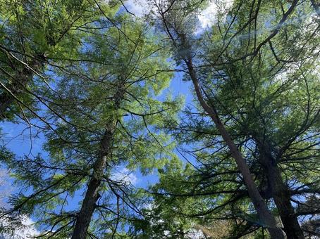 Photo, woods, wood, sky, 
