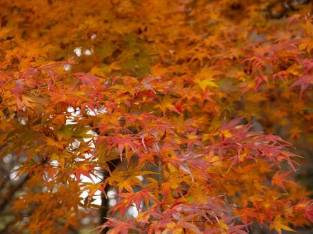 赤々とした紅葉 もみじ,紅葉,秋の写真素材