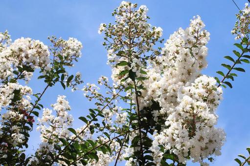 Photo, summer, crisp berry, flower, 