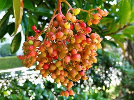 サンゴジュの樹に赤い実がなりました サンゴジュの樹に赤い実がなりましたの写真