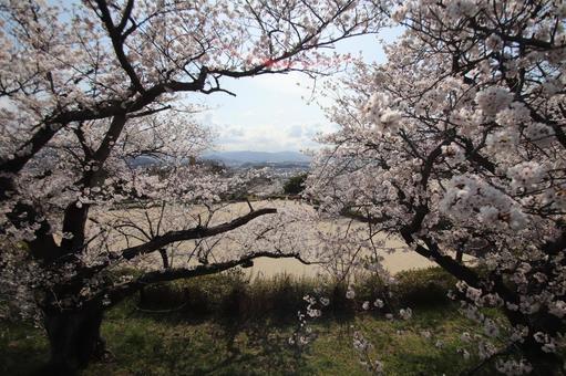 安部山公園 安部山公園 安部山公園,北九州市小倉南区,4月の写真素材