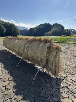 天日干しの稲(2025) 天日干しの稲(2025) 天日干し,はぜかけ,田んぼの写真素材