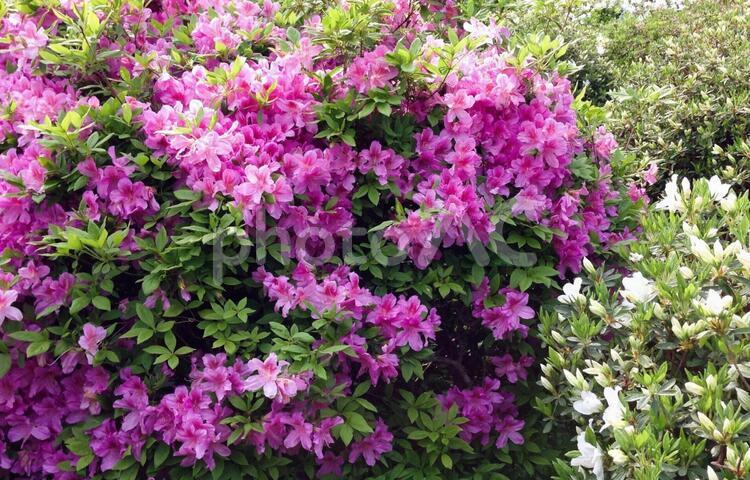 ツツジ 2 花,つつじ,自然の写真素材