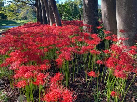 川辺に咲くヒガンバナ 川辺に咲くヒガンバナの写真