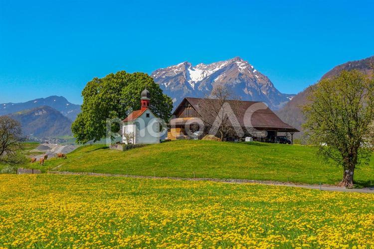 スイスの放牧地 スイスの放牧地 スイス,アルプス,春の写真素材