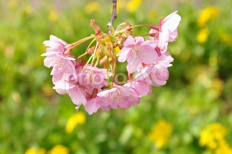 菜の花と桜 桜,菜の花,花の写真素材