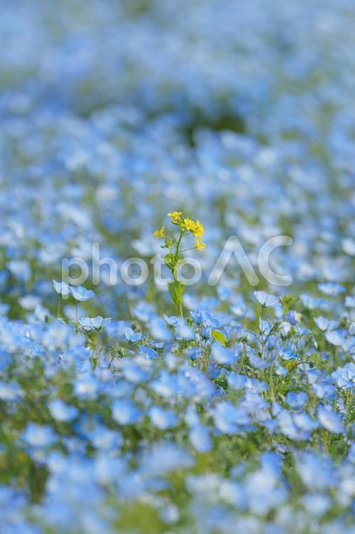 ネモフィラ畑に咲く一輪の菜の花 ネモフィラ,菜の花,花畑の写真素材