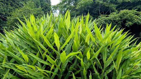 ミョウガの葉 ミョウガの葉 ミョウガ,葉,植物の写真素材