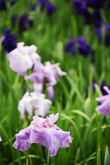 Japanese iris (hanashobu), JPG