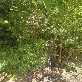 Tree rooted in rock, rock, wood, natural, JPG
