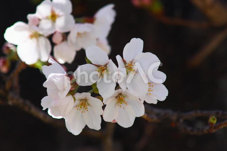 開花したばかりの桜の花 さくら,春,ソメイヨシノの写真素材